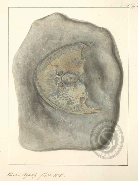 Cephalepis Lyelli large